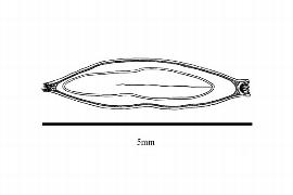  Embryo:    Cryptomeria japonica ; Illustration by K. Parker, Kirkbride et al. (2006)
